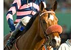 English Champion Milk It Mick to Lone Oak Stud English Champion Milk It Mick to Lone Oak Stud