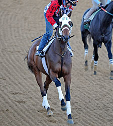 Mine That Bird Works Three Furlongs From Gate Mine That Bird Works Three Furlongs From Gate
