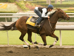 Mine That Bird Drills for Goodwood Stakes Mine That Bird Drills for Goodwood Stakes