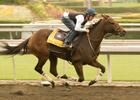Mine That Bird Drills for Goodwood Stakes