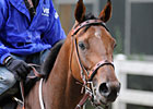 Mine That Bird 1-1 In Early Belmont Wagering