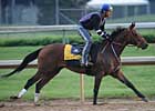 Mine That Bird Jogs, Rachel Alexandra Walks 