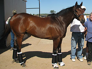 Mine That Bird Back on the Track at Churchill Mine That Bird Back on the Track at Churchill