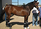 Mine That Bird Back on the Track at Churchill