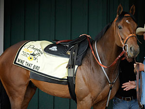 Haskin's Preakness Report: Taking a Shot Haskin's Preakness Report: Taking a Shot