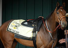 Haskin's Preakness Report: Taking a Shot