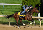 Mine That Bird 2-1 Favorite For Belmont