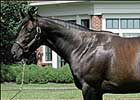 Mineshaft Sires First Winner Mineshaft Sires First Winner