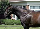 Second-Crop Sires: Parallel Lives of Mineshaft, Empire Maker Second-Crop Sires: Parallel Lives of Mineshaft, Empire Maker