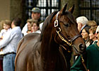Kentucky Stallion Mingun to Denmark