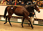 Miss Keller Tops Tattersalls Opening Day Miss Keller Tops Tattersalls Opening Day