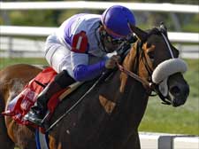 No Catching Mistical Plan in Fair Grounds Oaks No Catching Mistical Plan in Fair Grounds Oaks