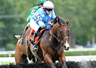 Champion Steeplechaser: Mixed Up Champion Steeplechaser: Mixed Up