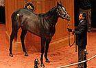Mizdirection Sells for $2.7 Million at F-T Mizdirection Sells for $2.7 Million at F-T