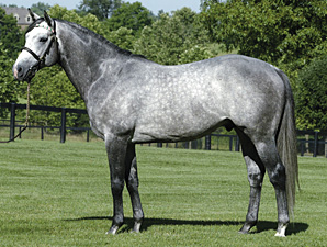 Mizzen Mast to Stand for $12,500 at Juddmonte Mizzen Mast to Stand for $12,500 at Juddmonte