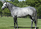 Mizzen Mast to Stand for $12,500 at Juddmonte Mizzen Mast to Stand for $12,500 at Juddmonte
