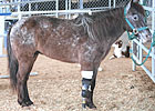 Three-Legged Horse an Inspiration to Many