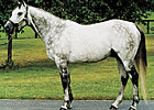 Monarchos Back Home at Nuckols Farm