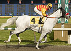Champion Monashee Retired Champion Monashee Retired