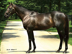 Young Stallion Mongoose to Peru Young Stallion Mongoose to Peru