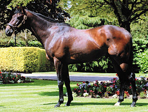 coolmore stud