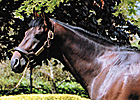 Coolmore Stallion Montjeu Dies at 16