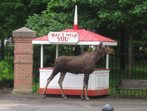 Moose on the Loose at Saratoga Race Course Moose on the Loose at Saratoga Race Course