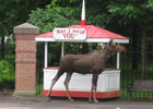 Moose on the Loose at Saratoga Race Course Moose on the Loose at Saratoga Race Course
