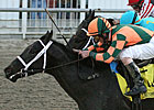 Mr. Bowling a Determined Lecomte Winner Mr. Bowling a Determined Lecomte Winner