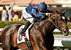 Mr. Commons Faces Tough Field In Jaipur Mr. Commons Faces Tough Field In Jaipur