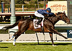 Mr. Commons Heads Field of 11 in American Mr. Commons Heads Field of 11 in American