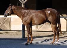 Fasig-Tipton Midlantic Sale Sets Records for Gross and Average Fasig-Tipton Midlantic Sale Sets Records for Gross and Average