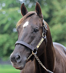 Mr. Greeley Euthanized Mr. Greeley Euthanized