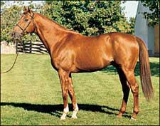 Mt. Livermore Pensioned at Gainesway Mt. Livermore Pensioned at Gainesway