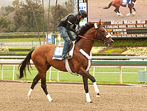 Mucho Macho Man Struts for Santa Anita Fans Mucho Macho Man Struts for Santa Anita Fans