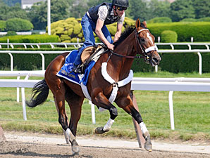 Mucho Macho Man to Make Return at Aqueduct Mucho Macho Man to Make Return at Aqueduct