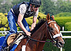 Mucho Macho Man to Make Return at Aqueduct Mucho Macho Man to Make Return at Aqueduct