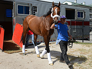 Mucho Macho Man Returns to Gulfstream Park Mucho Macho Man Returns to Gulfstream Park