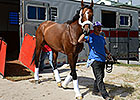 Mucho Macho Man Returns to Gulfstream Park Mucho Macho Man Returns to Gulfstream Park
