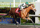 Mucho Macho Man Seeking Triumphant Return Mucho Macho Man Seeking Triumphant Return