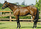 Mull of Kintyre Colt Goes to Brocklebank Mull of Kintyre Colt Goes to Brocklebank