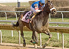 Musket Man Wins Illinois Derby Musket Man Wins Illinois Derby