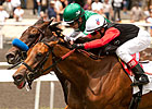 My Gi Gi Nips Lady of Shamrock in Honeymoon My Gi Gi Nips Lady of Shamrock in Honeymoon