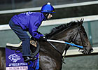 My Miss Aurelia Choice in Juvenile Fillies