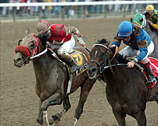 My Trusty Cat One to Beat in TCA Stakes My Trusty Cat One to Beat in TCA Stakes