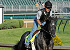 Preakness: Todd Quast on Mylute's Chances Preakness: Todd Quast on Mylute's Chances