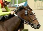 Nashoba's Key Ties Perfect Bow in Yellow Ribbon