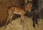 Naughty New Yorker's First Foal Arrives Naughty New Yorker's First Foal Arrives