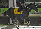 Nehro Carries Zayat's Hopes in Derby 137