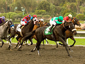 Neko Bay Tallies Stallion Credentials Neko Bay Tallies Stallion Credentials